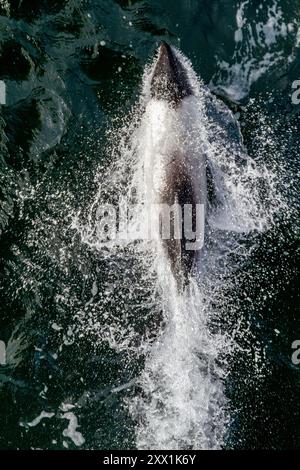 Erwachsener Commerson-Delfin (Cephalorhynchus commersonii), Bugreiten auf den Falklandinseln, Südamerika Stockfoto