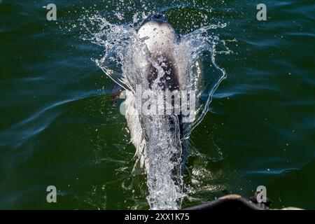 Erwachsener Commerson-Delfin (Cephalorhynchus commersonii), taucht im Stanley Harbor auf den Falklandinseln in Südamerika auf Stockfoto