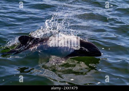 Erwachsener Commerson-Delfin (Cephalorhynchus commersonii), taucht im Stanley Harbor auf den Falklandinseln in Südamerika auf Stockfoto