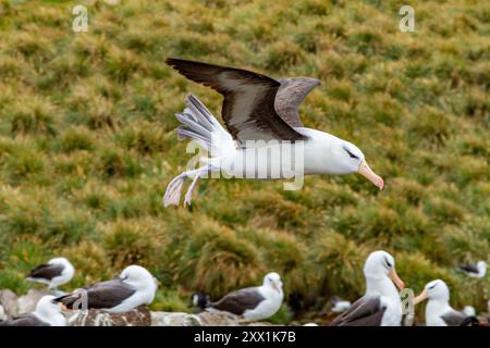 Ausgewachsener Schwarzbrauenalbatross (Thalassarche melanophrys), auf dem Flug zurück zum Nistplatz auf West Point Island, Falklands, Südamerika Stockfoto