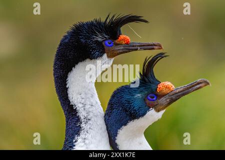 Imperial Shag (Phalacrocorax atriceps), ein Paar mit Balzverhalten auf New Island auf den Falklandinseln, Südamerika Stockfoto