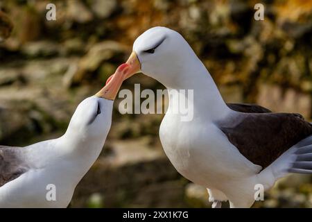 Erwachsener Schwarzbrauenalbatrosse (Thalassarche melanophrys), Paar in Balz am Nistplatz auf New Island, Falklands, Südamerika Stockfoto