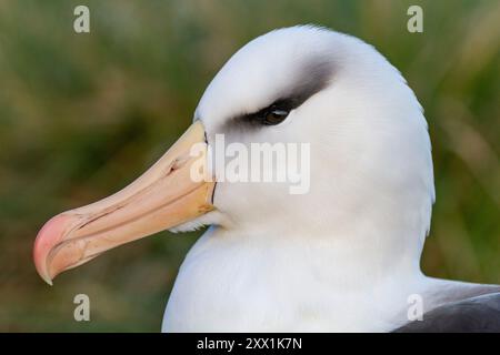 Erwachsener Schwarzbrauenalbatros (Thalassarche melanophrys), Nahaufnahme an Nistplätzen auf West Point Island, Falklands, Südamerika Stockfoto