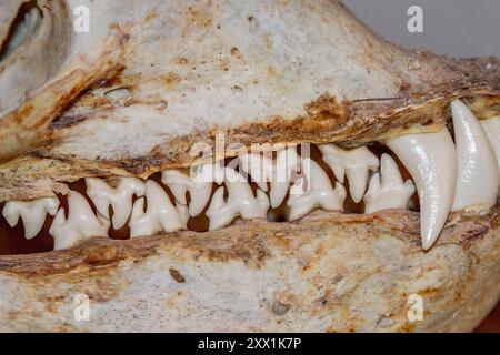 Schädel einer adulten weiblichen Leopardenrobbe (Hydrurga leptonyx), ausgestellt im Natural History Museum in Stanley, Falkland Islands, Südamerika Stockfoto