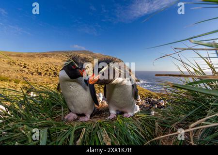 Ausgewachsene Pinguine (Eudyptes chrysocome) aus dem Süden, in der Brutkolonie auf West Point Island, Falklands, Südamerika Stockfoto