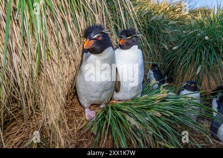 Ausgewachsene Pinguine (Eudyptes chrysocome) aus dem Süden, in der Brutkolonie auf West Point Island, Falklands, Südamerika Stockfoto