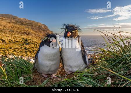 Ausgewachsene Pinguine (Eudyptes chrysocome) aus dem Süden, in der Brutkolonie auf West Point Island, Falklands, Südamerika Stockfoto