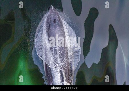 Erwachsener Peale's Delfin (Lagenorhynchus australis), Bugreiten in der Nähe von New Island auf den Falklandinseln, Südamerika Stockfoto