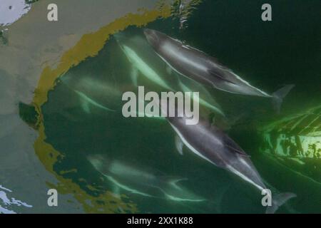 Erwachsener Peale's Delfin (Lagenorhynchus australis), Bugreiten in der Nähe von New Island auf den Falklandinseln, Südamerika Stockfoto