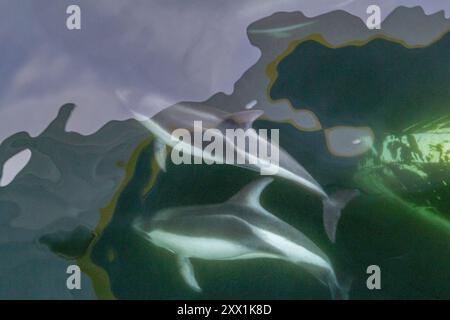 Erwachsener Peale's Delfin (Lagenorhynchus australis), Bugreiten in der Nähe von New Island auf den Falklandinseln, Südamerika Stockfoto