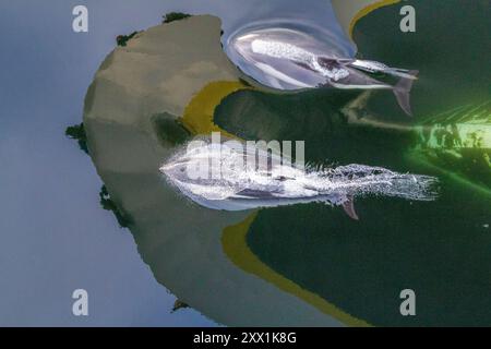 Erwachsener Peale's Delfin (Lagenorhynchus australis), Bugreiten in der Nähe von New Island auf den Falklandinseln, Südamerika Stockfoto