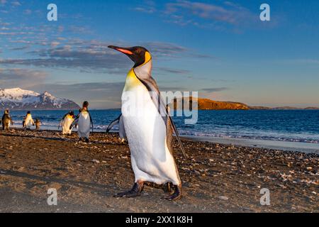 Sonnenaufgang auf Königspinguinen (Aptenodytes patagonicus) in der Brutkolonie Salisbury Plain, Südgeorgien, Polarregionen Stockfoto