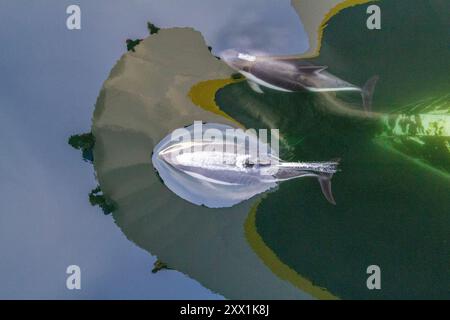 Erwachsener Peale's Delfin (Lagenorhynchus australis), Bugreiten in der Nähe von New Island auf den Falklandinseln, Südamerika Stockfoto