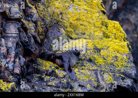 Adulte antarktische Pelzrobbe (Arctocephalus gazella), auf Flechtenbedeckten Felsen in der Hercules Bay auf Südgeorgien, Polarregionen Stockfoto