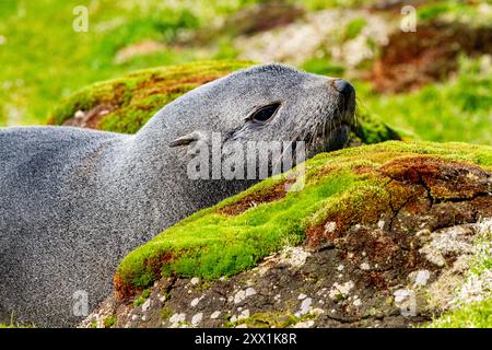 Adulte antarktische Pelzrobbe (Arctocephalus gazella), im Ocean Harbor auf der Insel Südgeorgien, Südpolarregionen Stockfoto