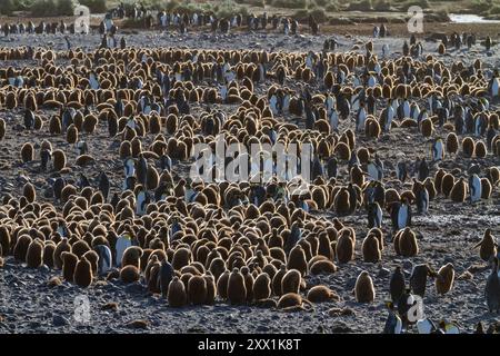 Sonnenaufgang auf Königspinguinen (Aptenodytes patagonicus) in der Brutkolonie Salisbury Plain, Südgeorgien, Polarregionen Stockfoto