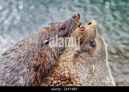 Adulte antarktische Pelzrobbe (Arctocephalus gazella), Stiere kämpfen in der Herkules Bay auf Südgeorgien Island, Polarregionen Stockfoto