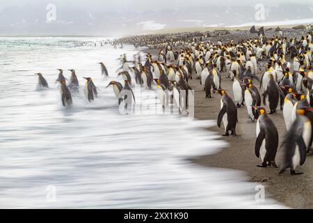 Kreatives Bewegungsunschärfe-Bild von erwachsenen Königspinguinen (Aptenodytes patagonicus), die in Südgeorgien, Polarregionen, ins Meer zurückkehren Stockfoto