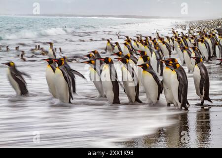 Kreatives Bewegungsunschärfe-Bild von erwachsenen Königspinguinen (Aptenodytes patagonicus), die in Südgeorgien, Polarregionen, ins Meer zurückkehren Stockfoto