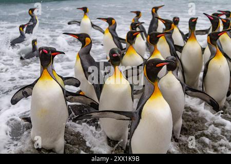 Ausgewachsene Königspinguine (Aptenodytes patagonicus), die vom Meer in die Brutkolonie Salisbury Plain, Südgeorgien, Polarregionen, zurückkehren Stockfoto