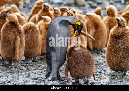 Ein seltener melanistischer Königspinguin (Aptenodytes patagonicus), der sein okum-Jungen-Küken in Fortuna Bay, South Georgia Island, Polarregionen füttert Stockfoto