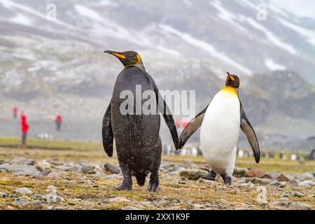 Ein seltener erwachsener melanistischer Königspinguin (Aptenodytes patagonicus), der von der Fütterung im Meer in Fortuna Bay, Südgeorgien, Polarregionen, zurückkehrt Stockfoto