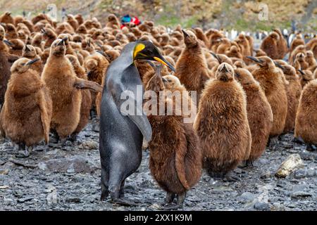 Ein seltener melanistischer Königspinguin (Aptenodytes patagonicus), der sein okum-Jungen-Küken in Fortuna Bay, South Georgia Island, Polarregionen füttert Stockfoto