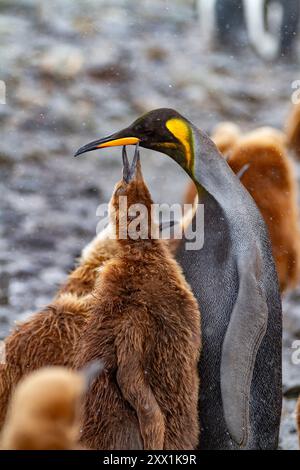 Ein seltener melanistischer Königspinguin (Aptenodytes patagonicus), der sein okum-Jungen-Küken in Fortuna Bay, South Georgia Island, Polarregionen füttert Stockfoto