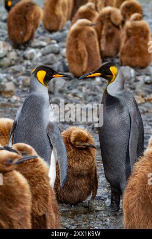 Ein seltener melanistischer Königspinguin (Aptenodytes patagonicus), der sein okum-Jungen-Küken in Fortuna Bay, South Georgia Island, Polarregionen füttert Stockfoto