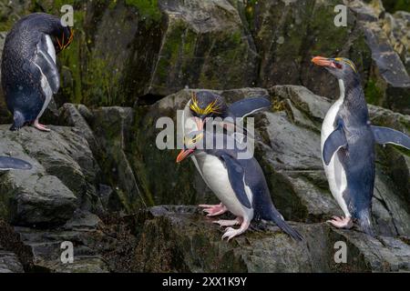 Makkaroni-Pinguine (Eudyptes chrysolophus) klettern in der Hercules Bay auf Südgeorgien, Polarregionen Stockfoto