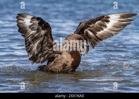 Erwachsene subantarktische Skua (Catharacta antarctica lonnbergi), die sich im Gletscherabfluss in Stromness Bay, Südgeorgien, Polarregionen, reinigen Stockfoto