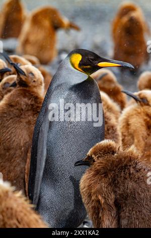 Ein seltener melanistischer Königspinguin (Aptenodytes patagonicus), der sein okum-Jungen-Küken in Fortuna Bay, South Georgia Island, Polarregionen füttert Stockfoto