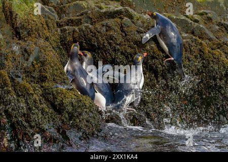 Makkaroni-Pinguine (Eudyptes chrysolophus) klettern in der Hercules Bay auf Südgeorgien, Polarregionen Stockfoto