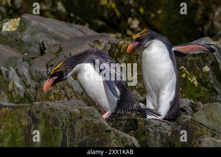 Makkaroni-Pinguine (Eudyptes chrysolophus) klettern in der Hercules Bay auf Südgeorgien, Polarregionen Stockfoto