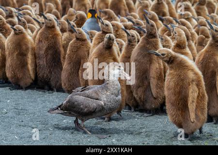 Nördliches Riesensturmchen (Macronectes halli) unter Königspinguinküken im Gold Harbour, Südgeorgien, Südpolarregionen Stockfoto