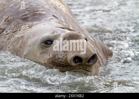 Junge Erwachsene Bullen Südliche Elefantenrobbe (Mirounga leonina) aus der Nähe beim Schwimmen im Gletscher laufen ab, Südgeorgien Insel, Polarregionen Stockfoto