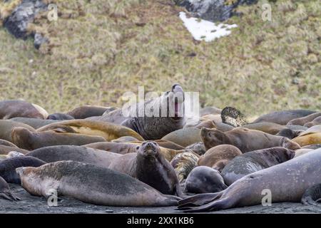 Adulte Bulle Südliche Elefantenrobbe (Mirounga leonina), die im Gold Harbour in Südgeorgien, Polarregionen, eine Herausforderung auslöst Stockfoto