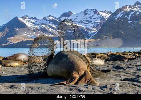 Erwachsener Bulle Südliche Elefantenrobbe (Mirounga leonina), der versucht, sich im Gold Harbour, Südgeorgien, Polarregionen, abzukühlen, indem er Sand auf den Rücken schleudert Stockfoto