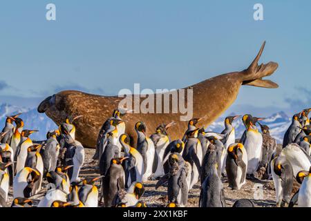 Ausgewachsener Bulle Südliche Elefantenrobbe (Mirounga leonina), der sich zwischen Königspinguinen im Gold Harbour, Südgeorgien, Polarregionen erstreckt Stockfoto