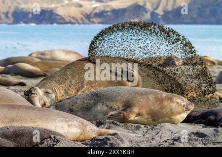 Erwachsener Bulle Südliche Elefantenrobbe (Mirounga leonina), der versucht, sich abzukühlen, indem er Sand auf den Rücken schleudert, Südgeorgien, Polarregionen Stockfoto