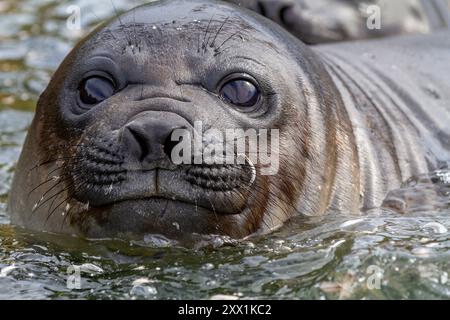 Südliche Elefantenrobbe (Mirounga leonina), die am Strand am Gold Harbour in Südgeorgien, Polarregionen, abgesetzt wird Stockfoto