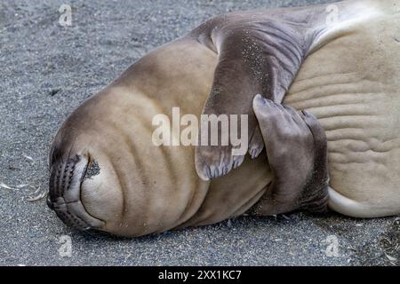 Südliche Elefantenrobbe (Mirounga leonina) schlaft am Strand von Gold Harbour in Südgeorgien, Polarregionen Stockfoto