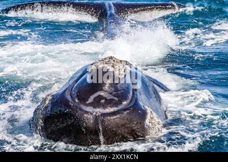 Südlicher Glattwal (Eubalaena australis), erwachsenes Weibchen, das in Argentinien, Südamerika, sowohl ihren Kopf als auch ihre Fluchtvögel aus dem Wasser hebt Stockfoto