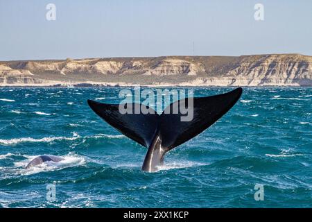 Südliche Glattwale (Eubalaena australis), die in Puerto Pyramides, Argentinien, Südamerika, den Wind einfangen Stockfoto