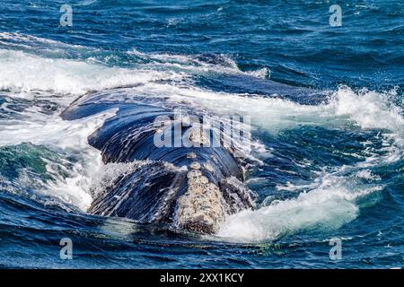 Südlicher Glattwal (Eubalaena australis), erwachsenes Weibchen, das in Puerto Pyramides, Golfo Nuevo, Argentinien, Südamerika auftaucht Stockfoto