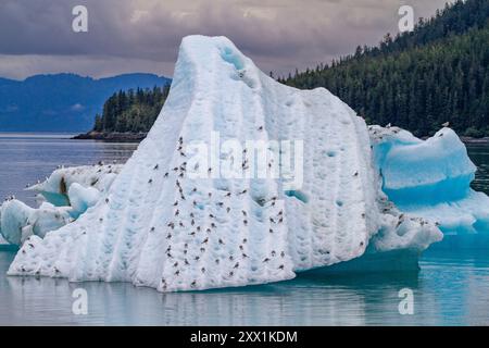 Schwarzbeinige Kittiwakes (Rissa tridactyla) auf dem Eisberg in Tracy Arm, Südost-Alaska, USA, Nordamerika Stockfoto