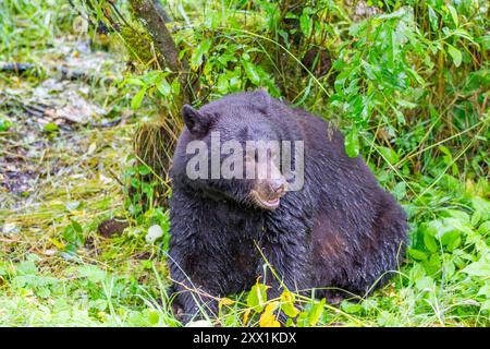 Ausgewachsener amerikanischer Schwarzbär (Ursus americanus) in der Nähe des Mendenhall-Gletschers, Südost-Alaska, USA, Nordamerika Stockfoto