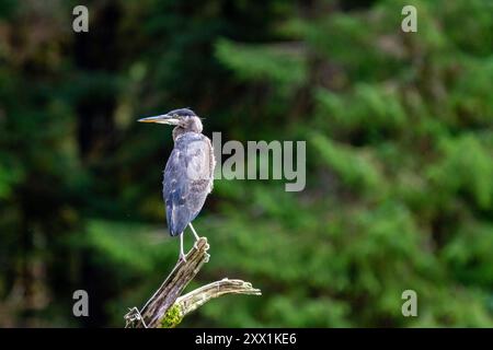 Ein ausgewachsener Großreiher (Ardea herodias) thront neben einem Fluss im Misty Fjords National Monument, USA, Nordamerika Stockfoto