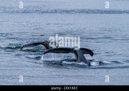 Ausgewachsene Buckelwale (Megaptera novaeangliae) tauchen in Snow Pass, Südost-Alaska, Pazifik, USA, Nordamerika Stockfoto