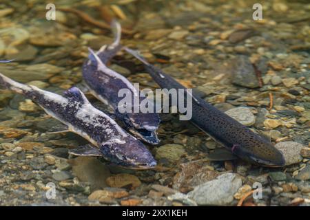 Toter und sterbender rosafarbener Lachs (Oncorhynchus gorbuscha), der sich außerhalb von Sitka, Südost-Alaska, Vereinigte Staaten von Amerika, sammelt Stockfoto